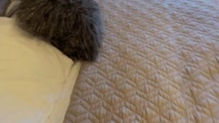 shy stepmother and son share a bed in a hotel