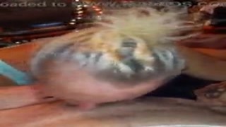 mature jumbo buns pawg cougar gives bj and licks balls 2hot