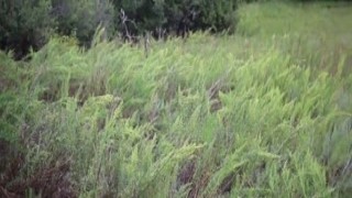 fiery red plows dildo outside in dinosaur costume